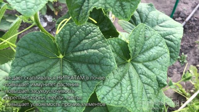 Огурцы прут без остановки! Даю это огурцам регулярно. Это средство спасение для садоводов! смотреть онлайн