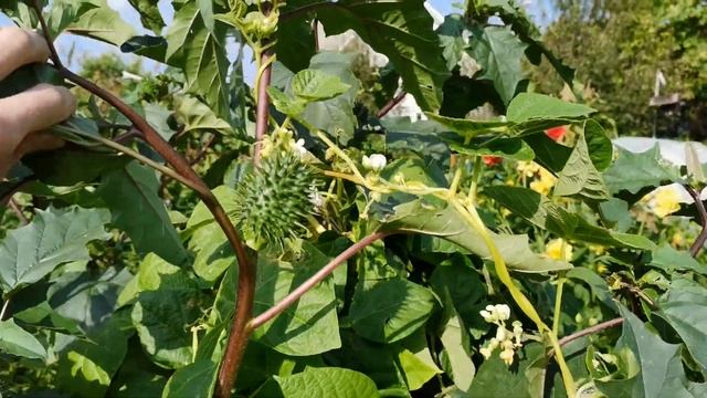 Деревенский огород. Собираем урожай и любуемся цветами! смотреть онлайн