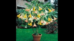 Brugmansia Datura - Angel Trumpets