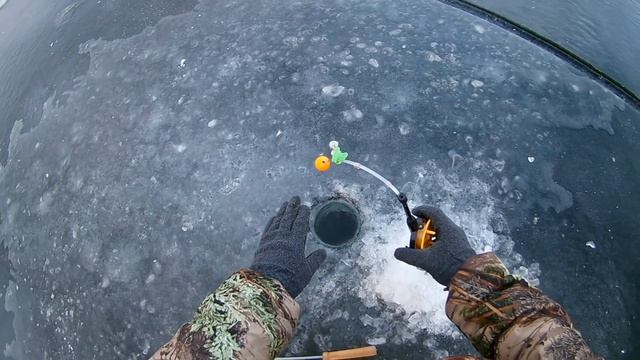 Рыбалка берша на тюльку на Волге.