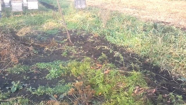 Обрезать морковку.Ну и другая Работа! смотреть онлайн