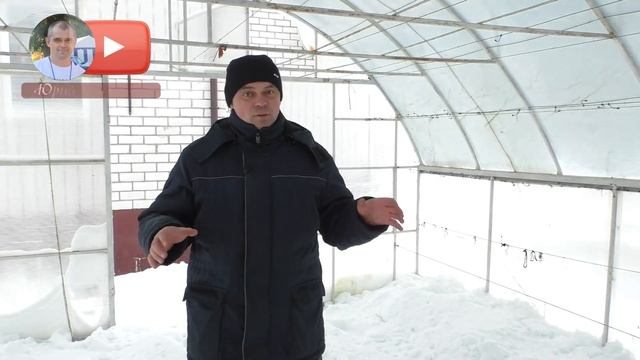 Виноград . Укрытие виноградной лозы в теплице. сезон 2022г.