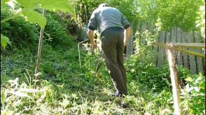 Поднимаем смородину и приводим в порядок, карантин продолжается (перезалив)