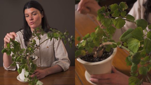 Plectranthus ernstii Houseplant Care — 53 of 365 смотреть онлайн