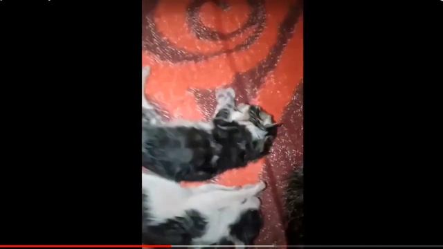 СМОТРЮ КАК ПРАВИЛЬНО УТОПИТЬ КОТЯТ смотреть онлайн