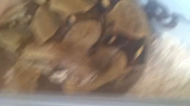 Ball python breeding: getting started