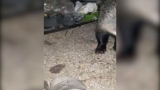 Дикий барсук в палатке на рыбалке