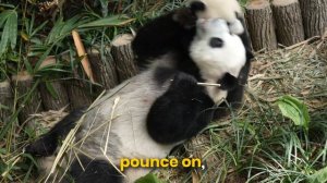 Panda Cub Cam 🐼 - Jia Jia & Le Le are BESTIES!