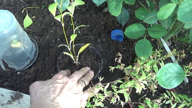 Пересадка  укоренённых черенков гортензии,роз.