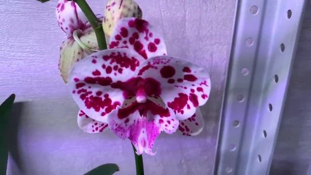 ПОЛЕЗНОСТЬ для орхидей МОЁ открытие 2021 года лучшее средство для роста и цветения орхидей смотреть онлайн