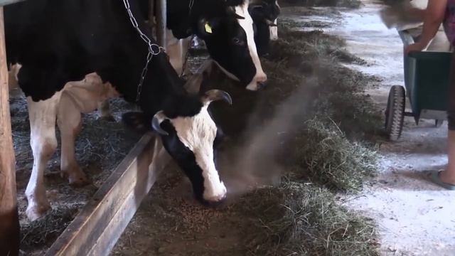 Где берётся молоко? смотреть онлайн