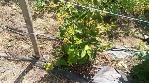 #6 О ремонтантной малине в июле 2022 | Способы выращивания и ухода