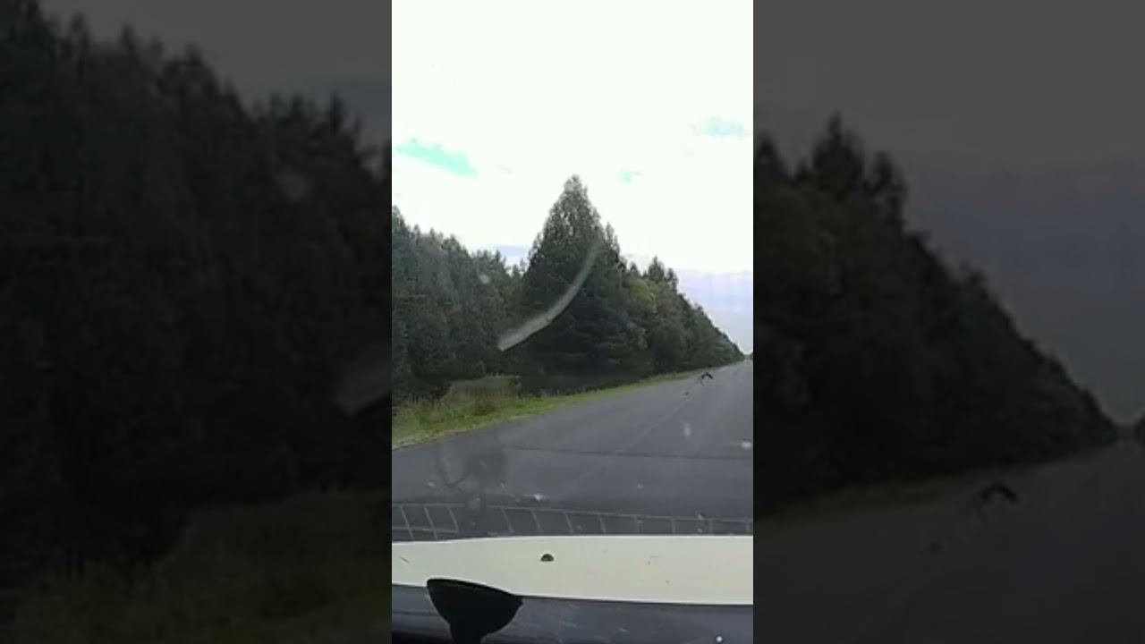 Сокол на дороге смотреть онлайн