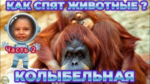 Как спят животные - колыбельная (музыка для сна малышей) часть 2
