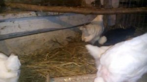 Крашеные цыплята