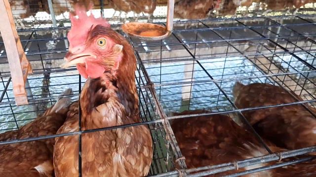 coj peb mus saib qaib nteg qe nawb смотреть онлайн