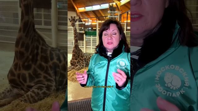 Пятна жирафов уникальны, равно как отпечатки человеческих пальцев ??? #жираф #shorts смотреть онлайн