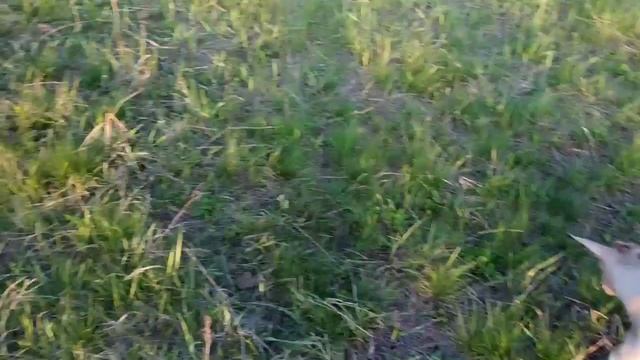 Козлята - гермафродиты . Выбираю козлёнка на племя . смотреть онлайн