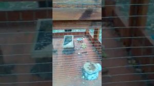 Как сделать бельчатник