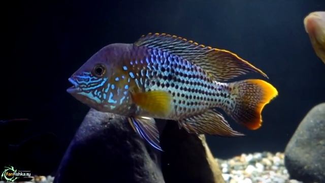 Американские цихлиды ТОП 30+ смотреть онлайн