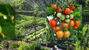 Луковая муха.Борьба с вредителем.