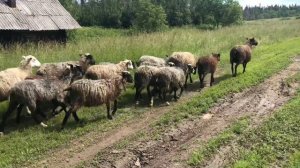 Деревня Ураи, Березовский район, Пермский край