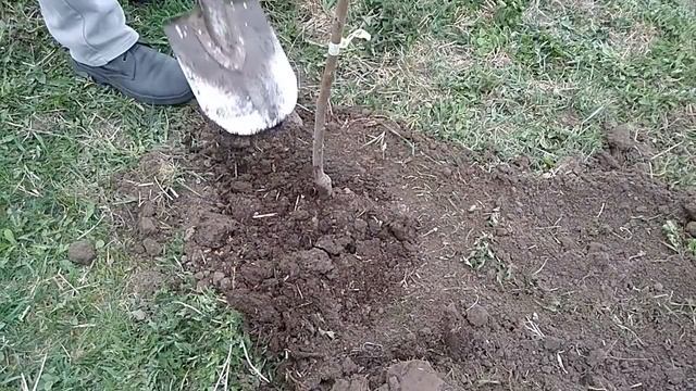 Посадка черешни - мой опыт