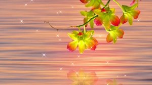 Футаж. Цветы над водой 4