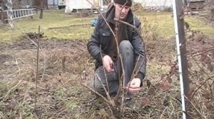 Обрезка винограда. Как обрезать виноград.
