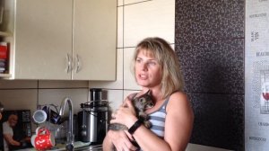 Заводить ли котенка, если в доме взрослая кошка, к чему быть готовым.