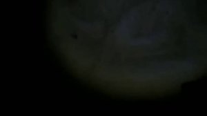 Ловля налима в октябре на р.Ока ч.2