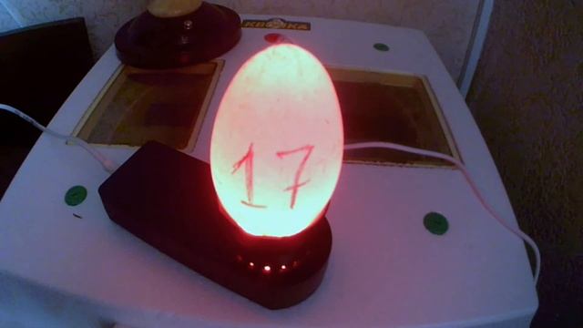 ПРОВЕРКА ГУСИНЫХ ЯИЦ ?? ОВОСКОПОМ ? ПЕРЕД ЗАКЛАДКОЙ В ИНКУБАТОР ✅ смотреть онлайн