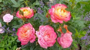 Розы и Компания #розы #компаньоныроз