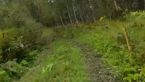 Из лесу вышел.