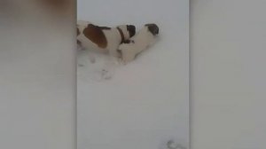 джек рассел терьер метис
