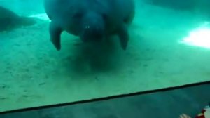 Ламантин сигналит носом =)))