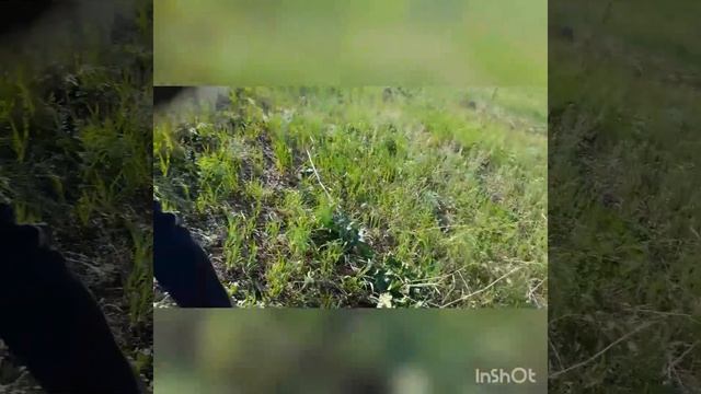 Мертвые лошади в поле и на дороге.Тубинск -Темясово смотреть онлайн