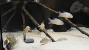 Коридорас штерба.Аквариумный сомик