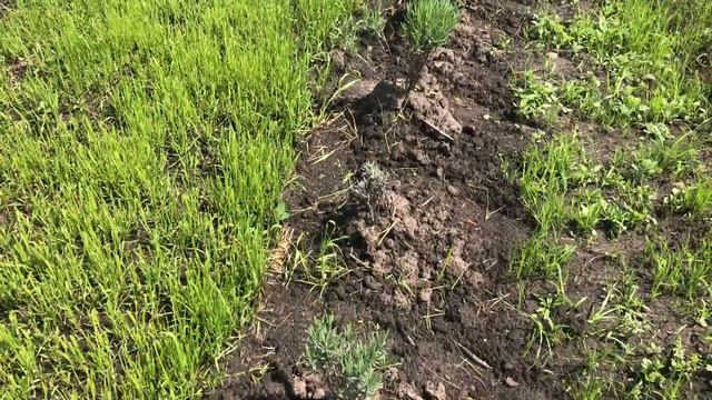 Лаванда еще просыпается, большая часть уже зеленая смотреть онлайн