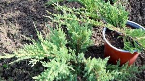 Я КУПИЛА В ПИТОМНИКАХ ДВА МОЖЖЕВЕЛЬНИКА "БЛЮ ЧИП". И ЭТО ДВА СОВЕРШЕННО РАЗНЫХ МОЖЖЕВЕЛЬНИКА...