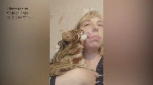 РУЧНОЙ ЛЕСНОЙ КОТ