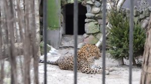Дальневосточный леопард Размножение на ilikepet