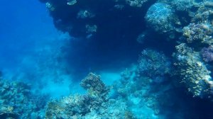 Коралловый риф. Бухта Паша Бэй. Sharm Plaza Hotel 5* / Sharm Resort 4* (Шарм-эль-Шэйх)