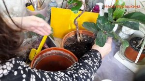 Фикус Лирата. Групповая посадка воздушных отводок и материнского ра стения.