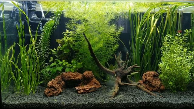 Запуск аквариума с нуля #запуск#маленькийаквариум#дляначинающих#тетра#акваэль#аквалайф