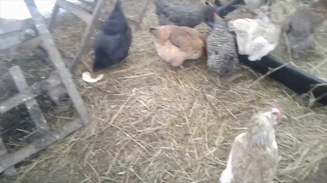 Куры Доминанты/Чужие петухи/Домашняя селекция