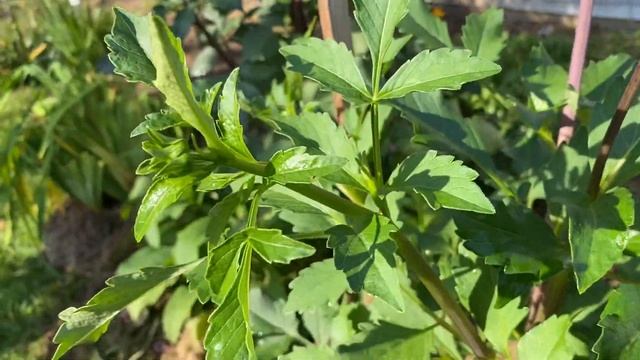 Формирование кустов георгин смотреть онлайн