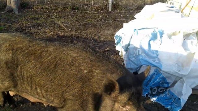 Простой способ заставить свиноматку идти куда надо // Отлучение поросят наглядно