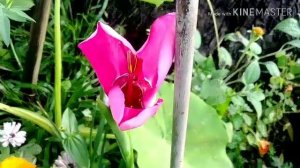 My Dollar Tree Mexican Tigridia Has Bloomed