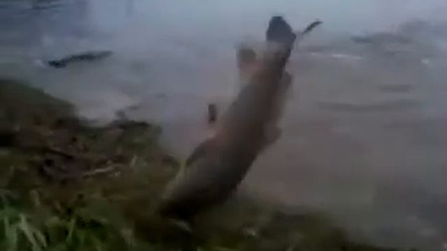 А вы хотите так ловить рыбу  Рыба сама выпрыгивает из воды смотреть онлайн